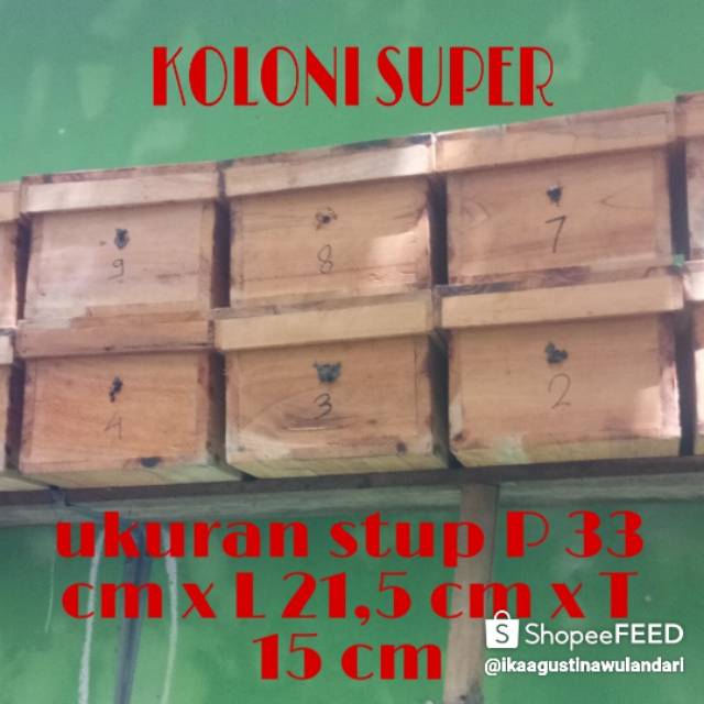 Bibit lebah klanceng trigona dalam stup