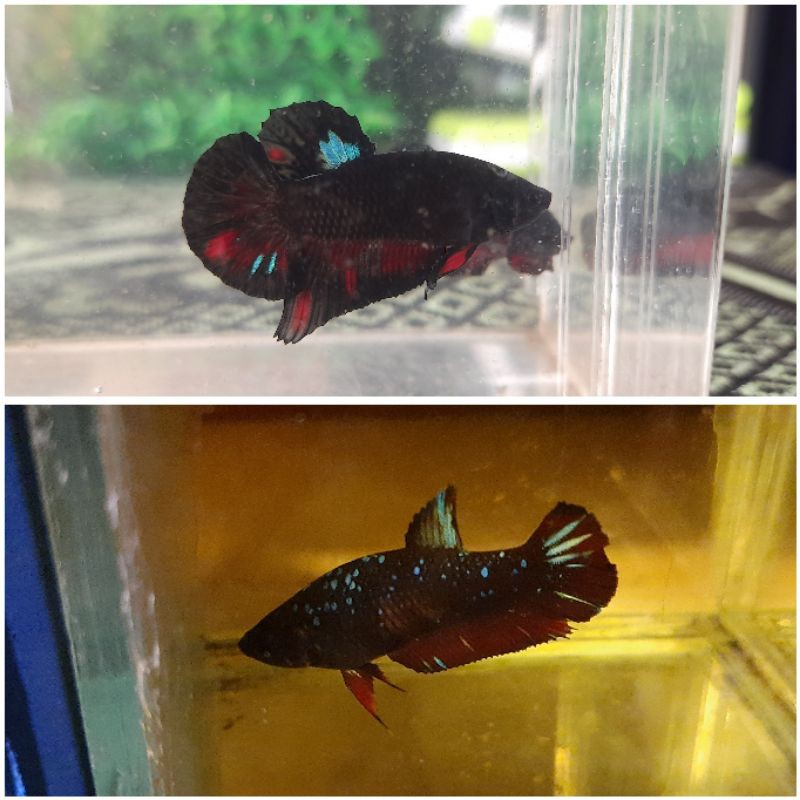 1 Pair cupang Avatar