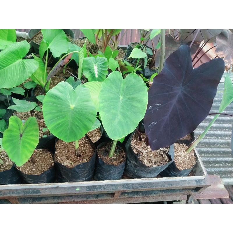 paket colocasia black magic,yelow widow, limeade,black widow