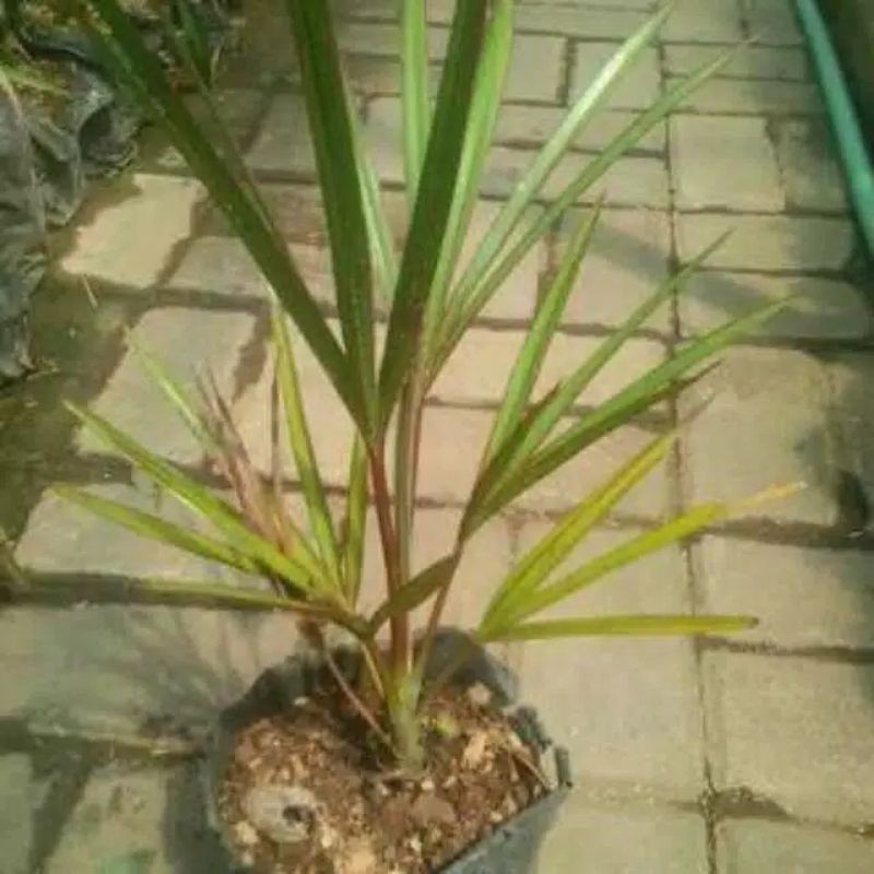 tanaman palem anggur merah