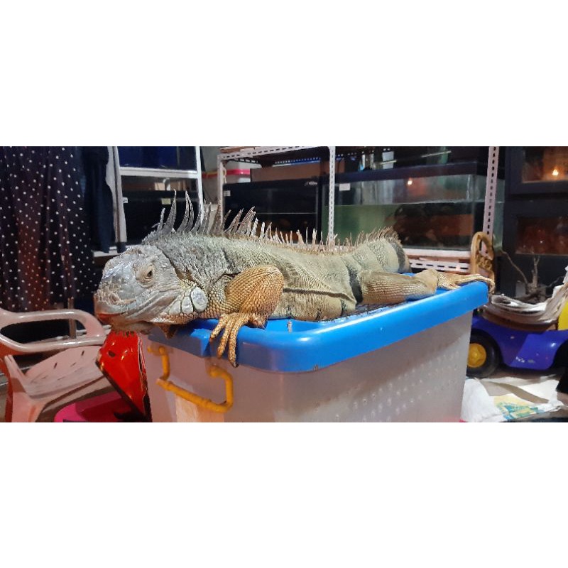 Iguana green jumbo 150cm jantan induk proven