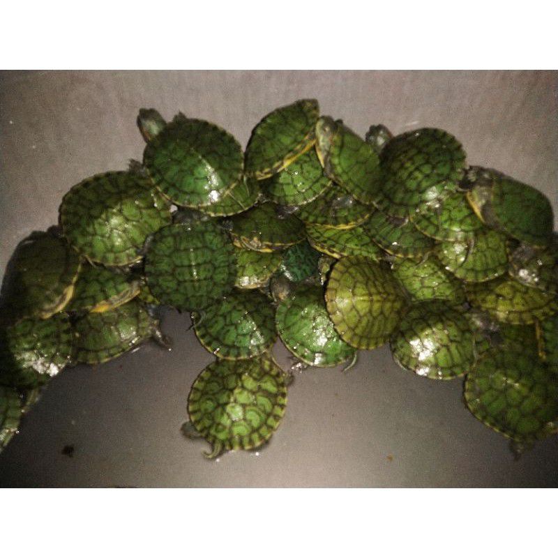 res baby kura2 brazil sudh karantina