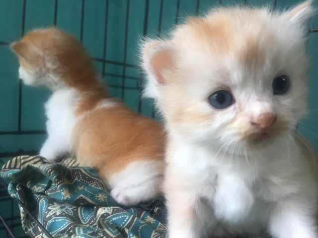 Bisa Cod_atasan Batik Wanita Kerja Modern Dan Terbaru 2020