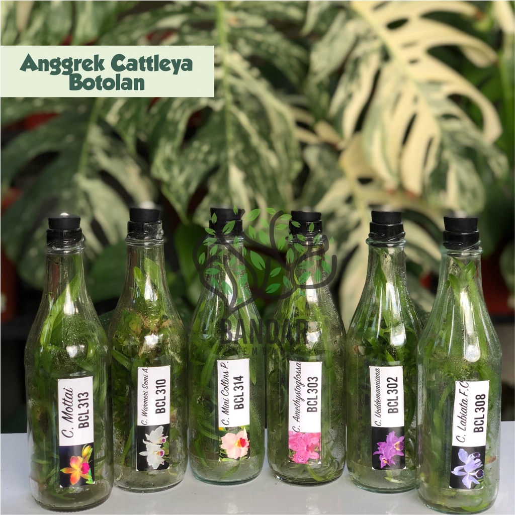Bibit Anggrek Cattleya Dalam Botol Anggrek Botolan Murah - Bibit Cattleya Bunga Harum