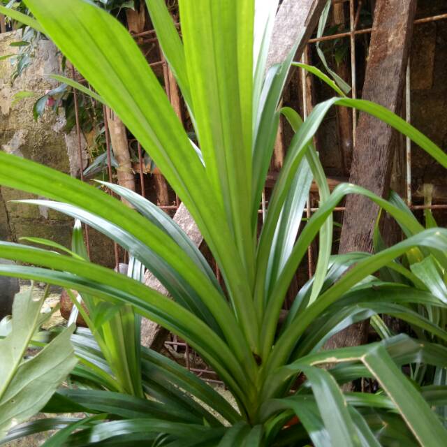 

Daun pandan segar