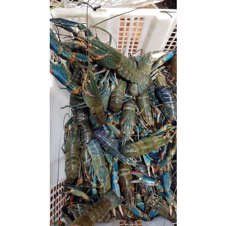 

Lobster air tawar konsumsi uk. 5 inch up