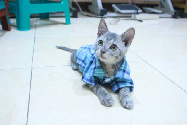 Kemeja kotak-kotak biru natural untuk kucing dan anjing size S M L XL / baju kucing murah terlaris