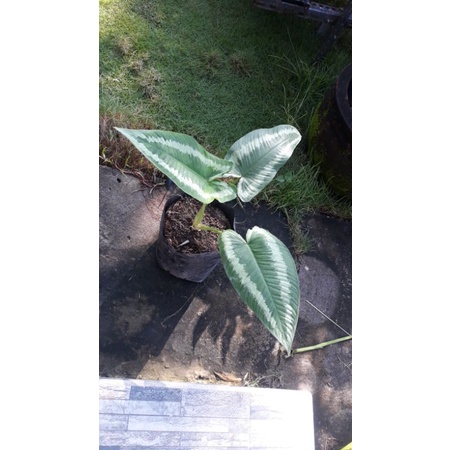 homalomena andromeda