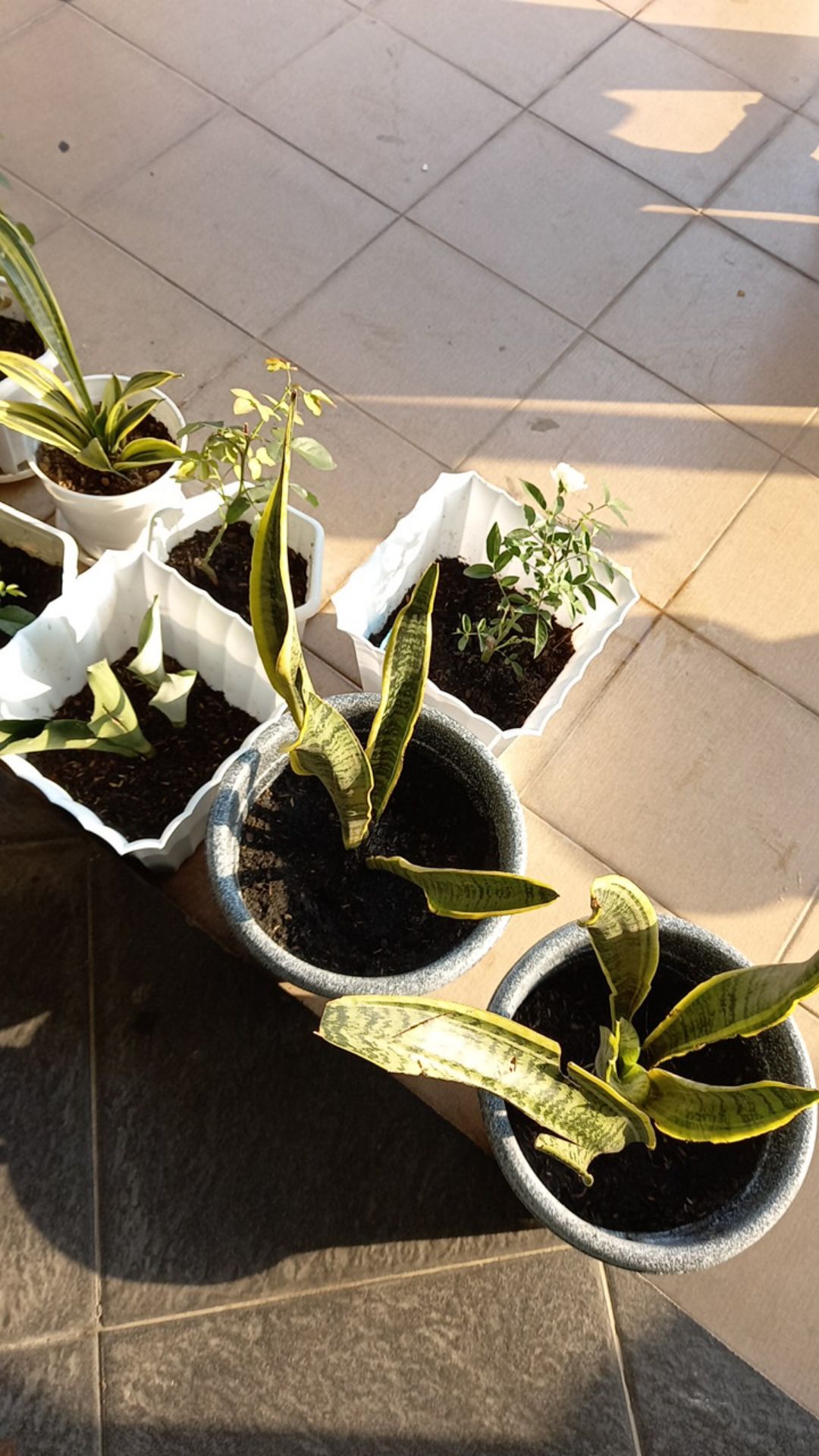 Tanaman Hias Lidah Mertua