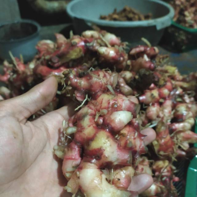 

Jahe Merah 500 gr