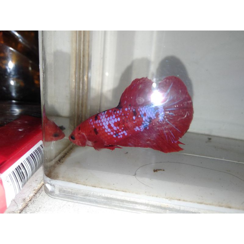 RED KOI GALAXY TOP GRADE (1pair)