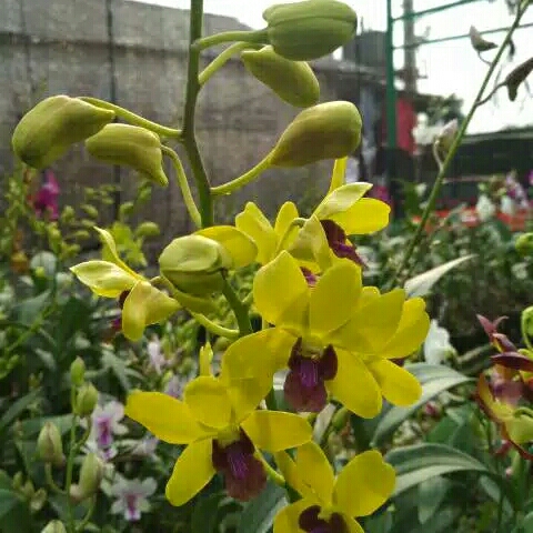 anggrek dendrobium thongcai