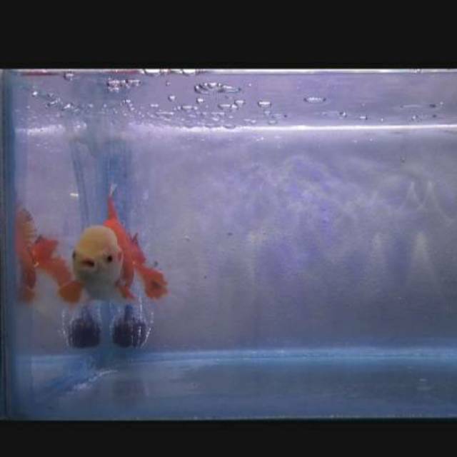 Koki oranda rosetail