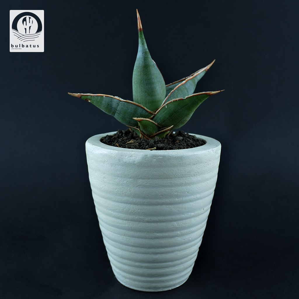 Sukulen Sansevieria pinguicula