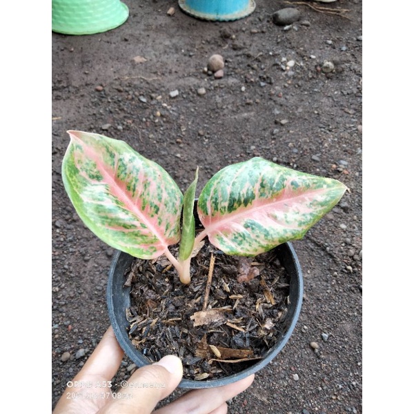 Aglonema LOD baby mutasi