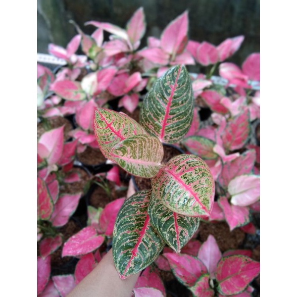 aglaonema diana dewasa