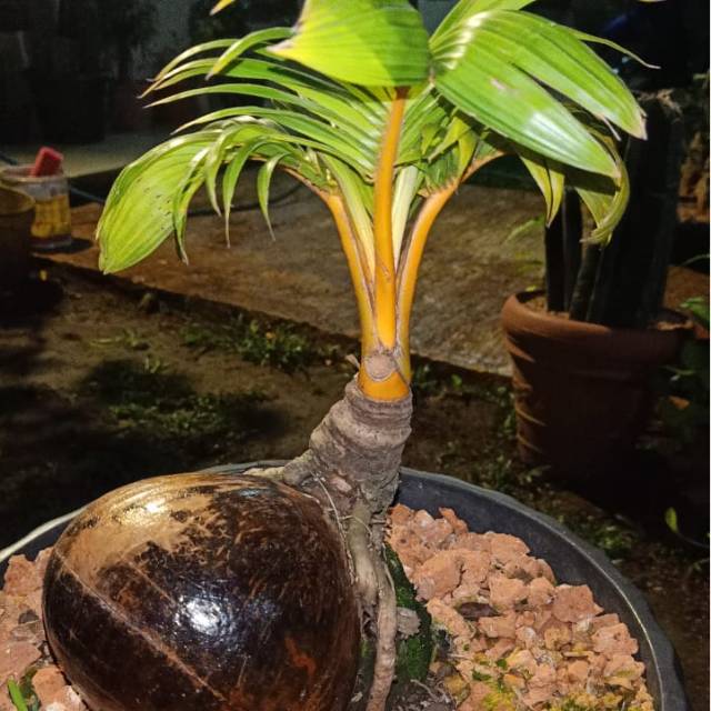  Tanaman  hias kelapa  bonsai bahan kelapa  bonsai Shopee 