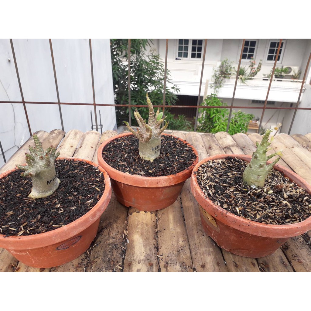 Tanaman Hias Adenium ARABICUM GODJI SIZE A