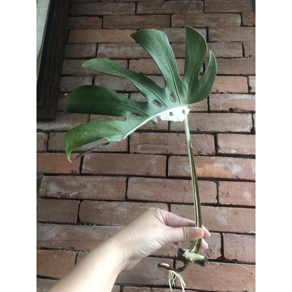 Monstera Varigata Daun Mature