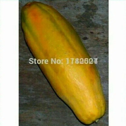Hot sale Biji Bibit Pepaya Raksasa F1 Import / Benih Pepaya Jumbo / Bear Brand hanya di shopee