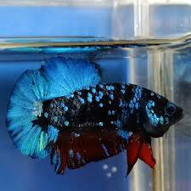 Avatar Gordon