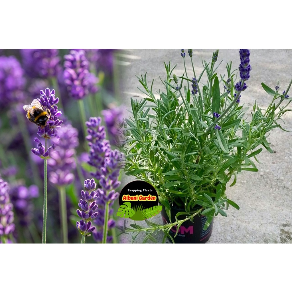 Tanaman hias hidup outdoor yang berbunga tahan panas untuk taman levender lavandula angustifolia