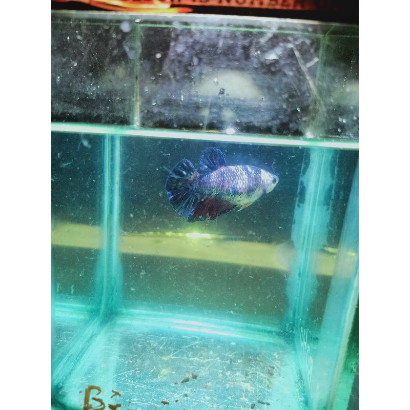 

Giant betta