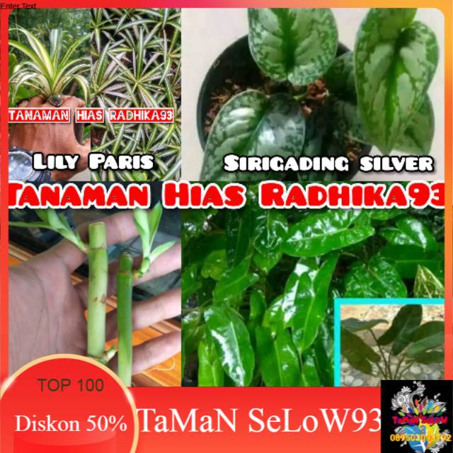 Tanaman hias paket murah anti virus