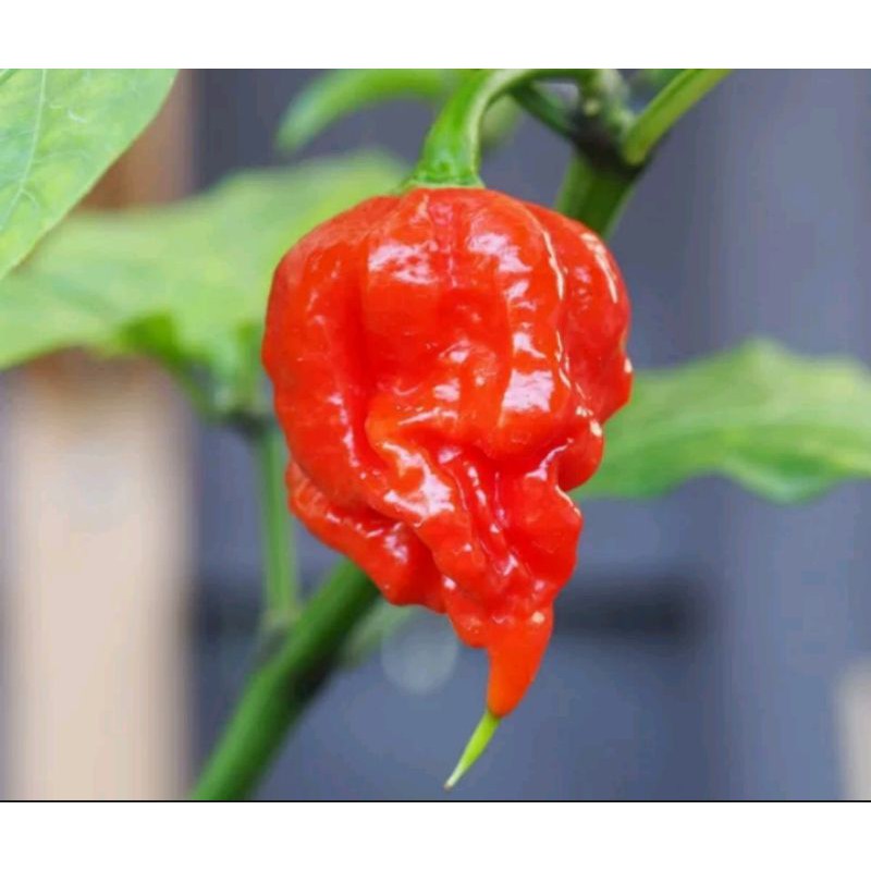 3 benih/3 biji red carolina reaper/cabe import/cabe hias/cabe unik