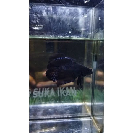 PAKET CUPANG HM DAN PKDT PESANAN (KALIMANTAN)