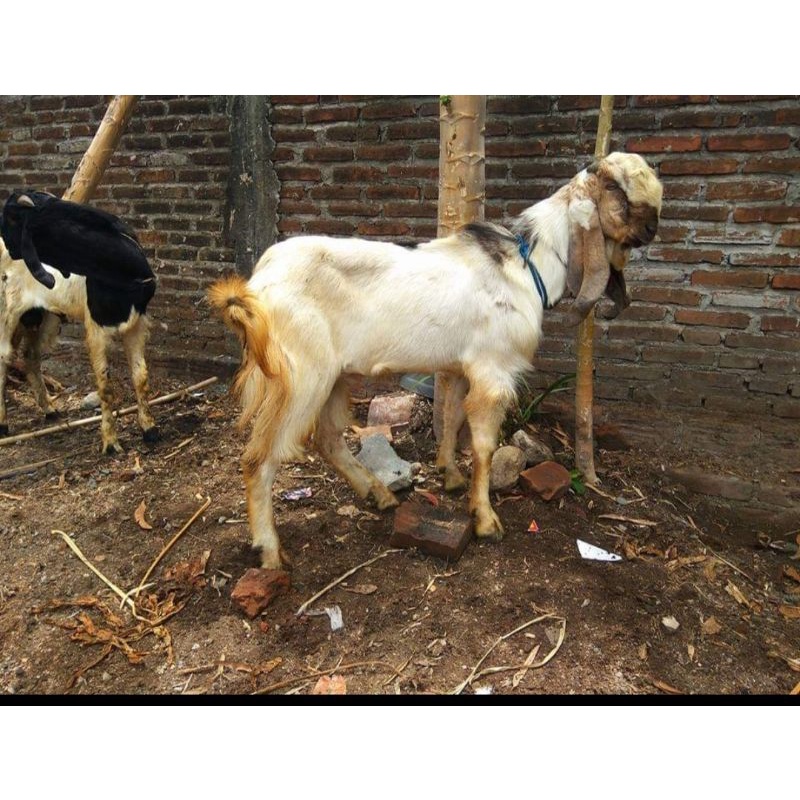kambing jawa Hidup qurban dan aqiqah + SEDEKAH