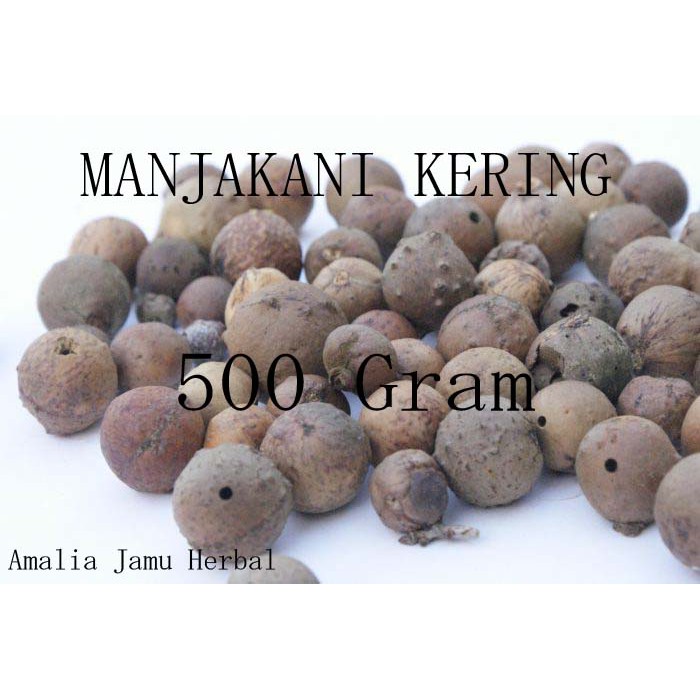 

Biji Manjakani Kering 500gram / oak galls / herbs seed Quercus infectoria 500gram