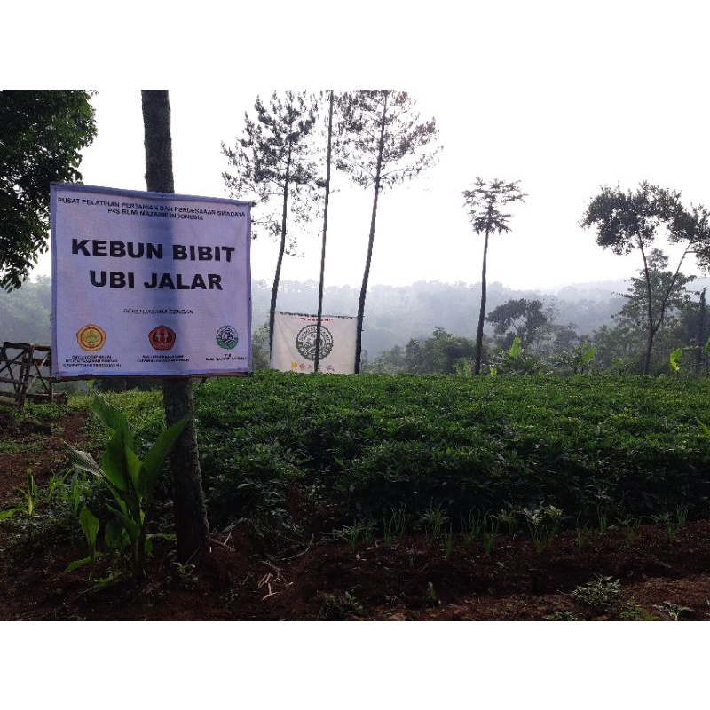 Bibit Unggul Ubi Jalar