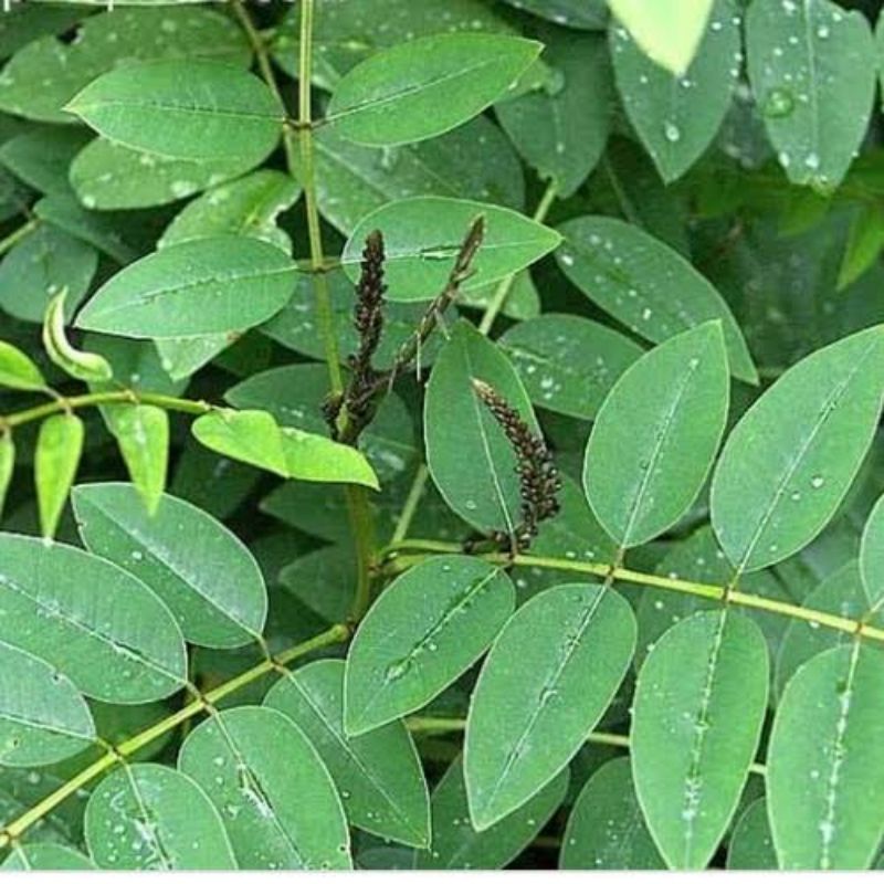 paket 5 bibit tanaman indigofera siap tanam