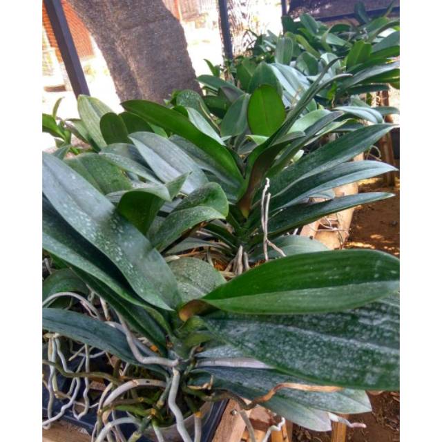 Anggrek bulan dewasa JUMBO