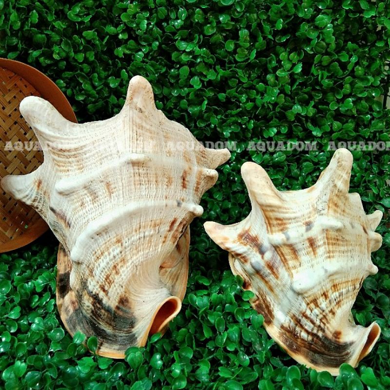 Cangkang Kerang Laut Besar Jumbo Unik Kolektor Shopee Indonesia