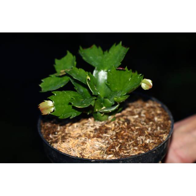 Kaktus kepiting wijaya kusuma kepiting Kaktus hias tanaman hias