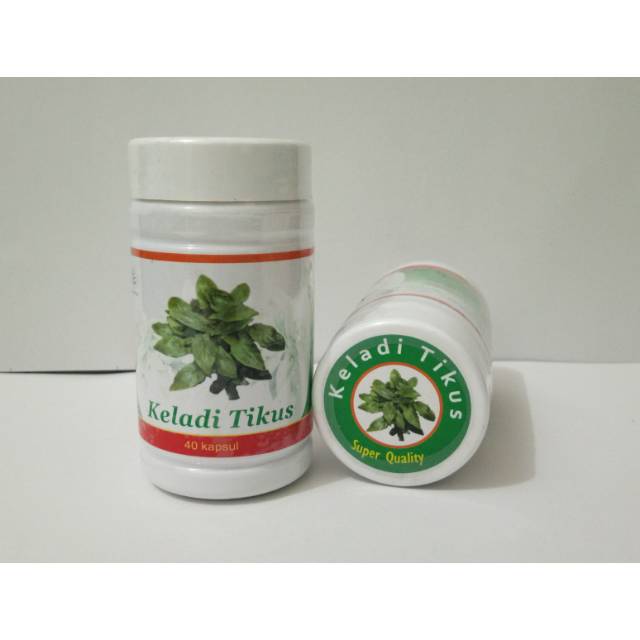 KAPSUL KELADI TIKUS