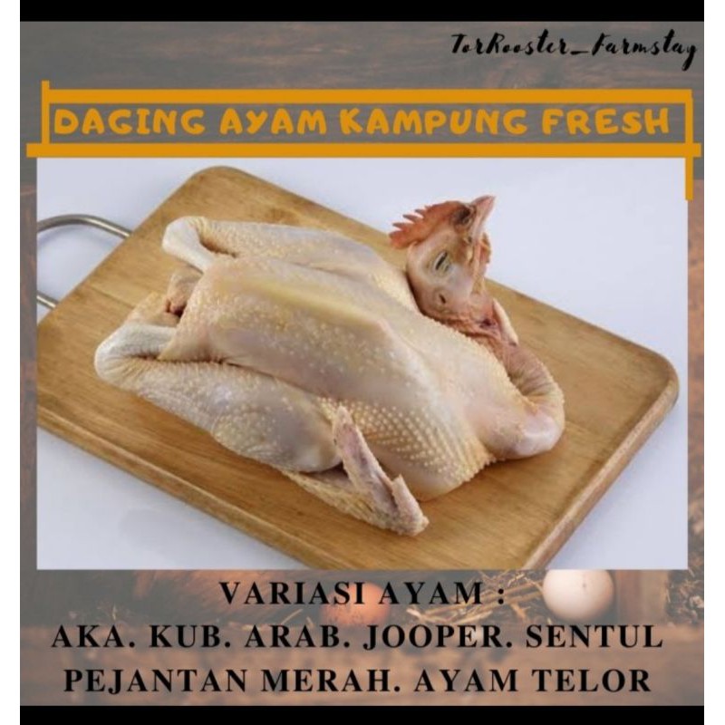 

Daging ayam kampung fresh, Utuh dan Halal 100%