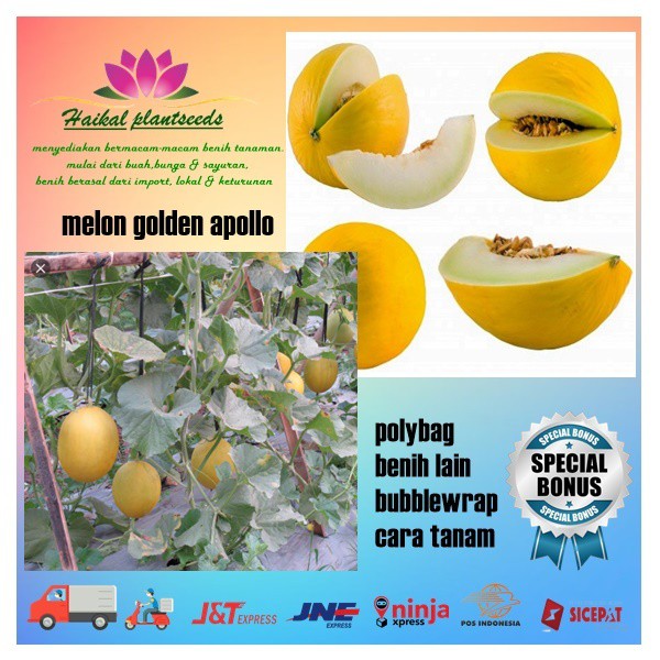 5 biji benih buah melon golden apollo