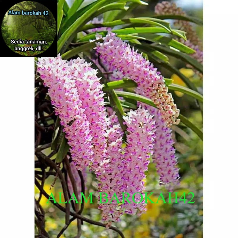 anggrek ekor tupai dewasa