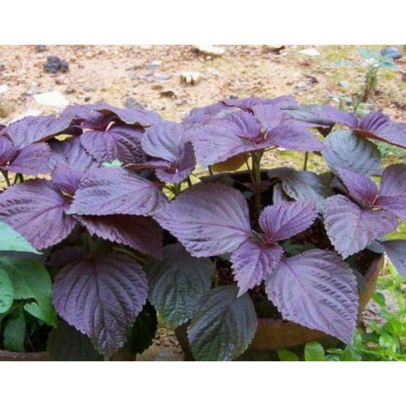 benih biji DAUN SHISO RED PERILLA Shiso Purple bibit tanaman isi 3 biji