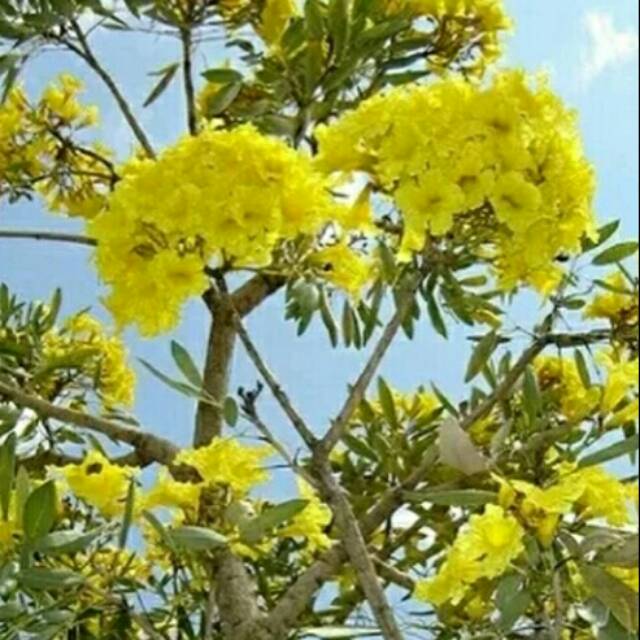 jual pohon tabebuya ukuran 1meter bunga kuning tabebuya jual pohon tabebuya ukuran 1meter bunga kuning tabebuya