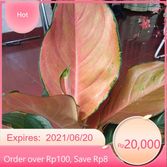 Tanaman hias Aglonema Kocin Tembaga - aglonema kocin tembaga