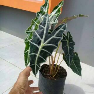 tanaman hias daun philodendron pink princess Shopee 