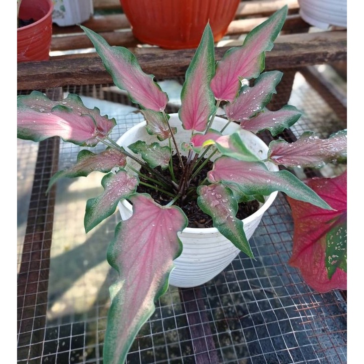 BIBIT KELADI KERIS / TANAMAN HIAS KELADI KERIS