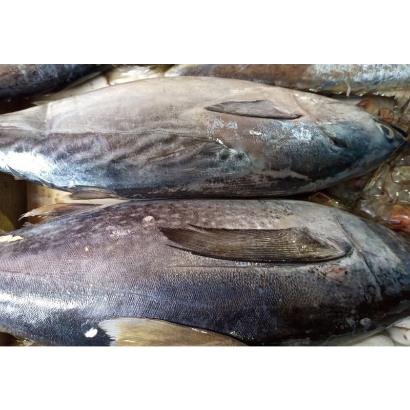 

Ikan tongkol / 500gr