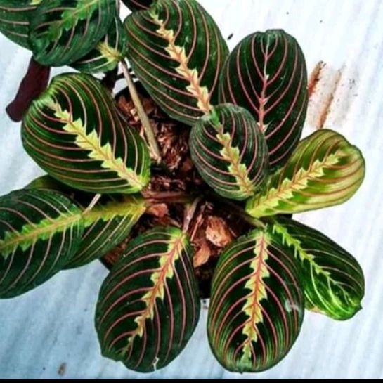 Tanaman Daun Calathea Kepiting Leuconeura Koleksi stiped pink bergaransi