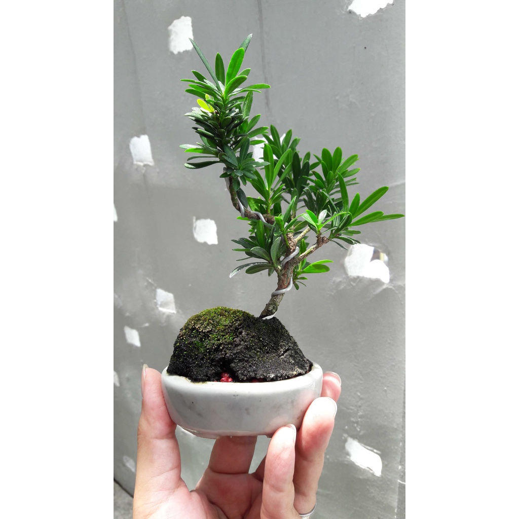 Mame bonsai lohansung daun mikro