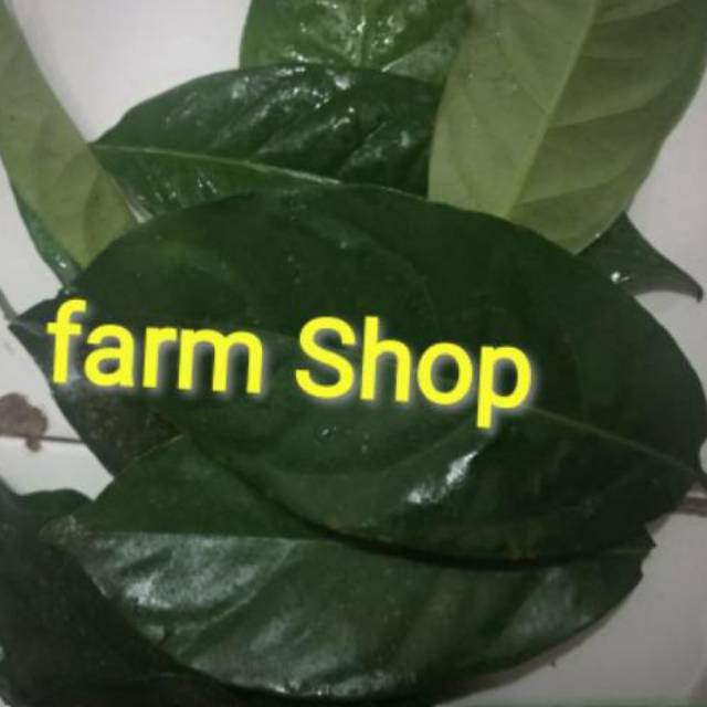 

daun salam fresh 100 gram herbal